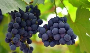 Pyraclostrobin  grapes