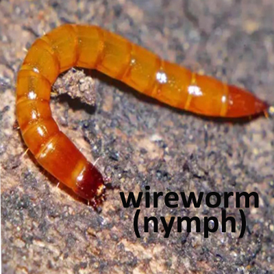 wireworm幼虫4