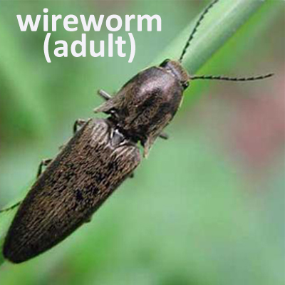 wireworm